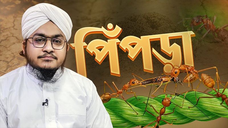 Some facts about Ant - পিঁপড়া সম্পর্কে কিছু তথ্য